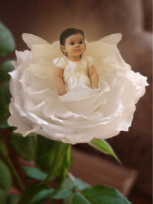 Rose baby